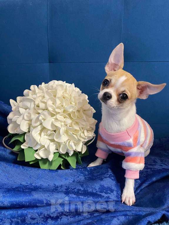 Собаки в Москве: Щенок чихуахуа гладкошерстная девочка  Девочка, 45 000 руб. - фото 2