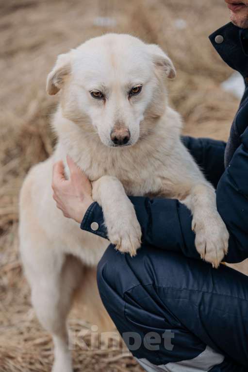 Собаки в Москве: Компаньон Девочка, Бесплатно - фото 10