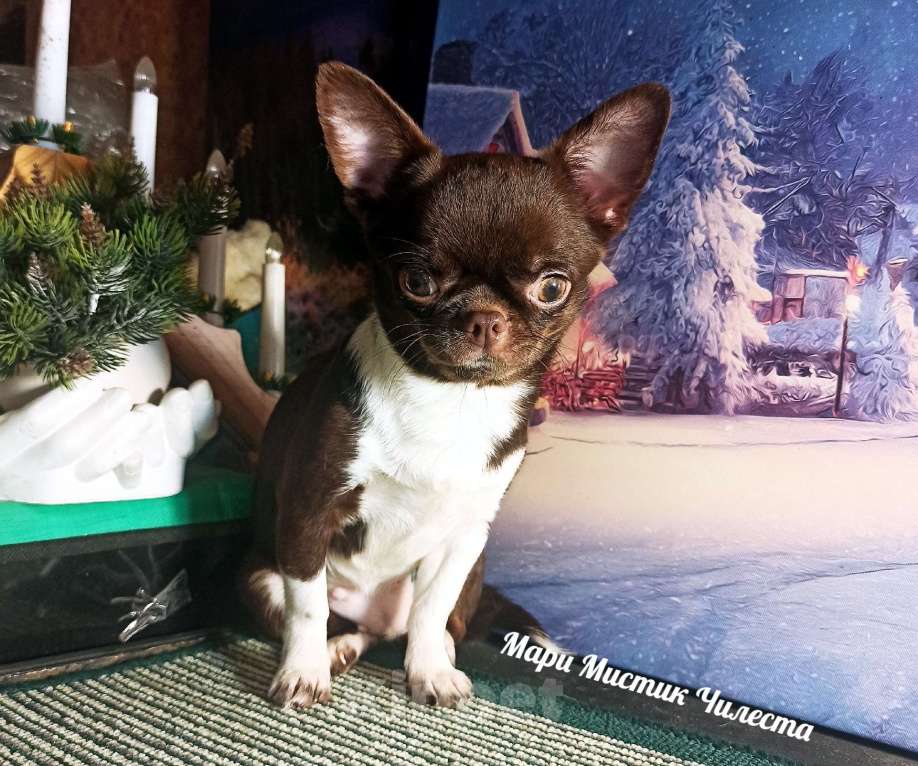 Собаки в Санкт-Петербурге: Вес, размер гарантирован Чилеста чихуахуа Девочка, 100 000 руб. - фото 5