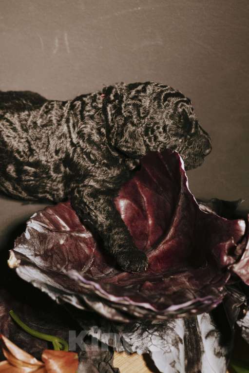 Собаки в Москве: EKHIDNA Испанская Водяная собака Девочка, 180 000 руб. - фото 5