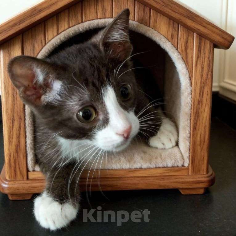 Кошки в Москве: Котёнок девочка Девочка, Бесплатно - фото 1