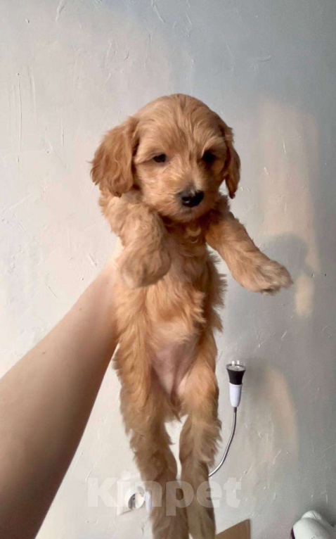 Собаки в Новосибирске: Мальтипу F1 девочка Девочка, 150 000 руб. - фото 4