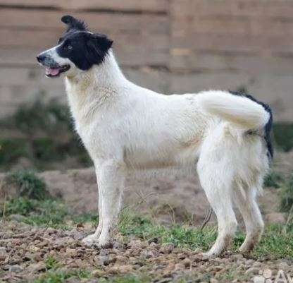 Собаки в Москве: Лана Девочка, Бесплатно - фото 3