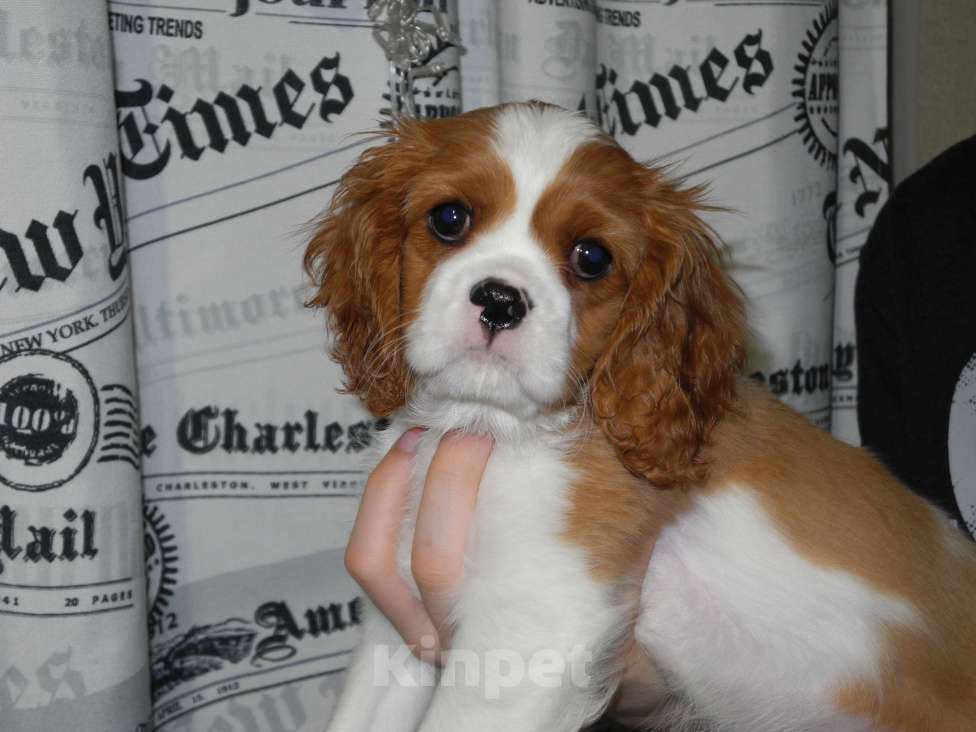 Собаки в Ярославле: Щенки кавалер Кинг Чарльз спаниель Девочка, 80 000 руб. - фото 7