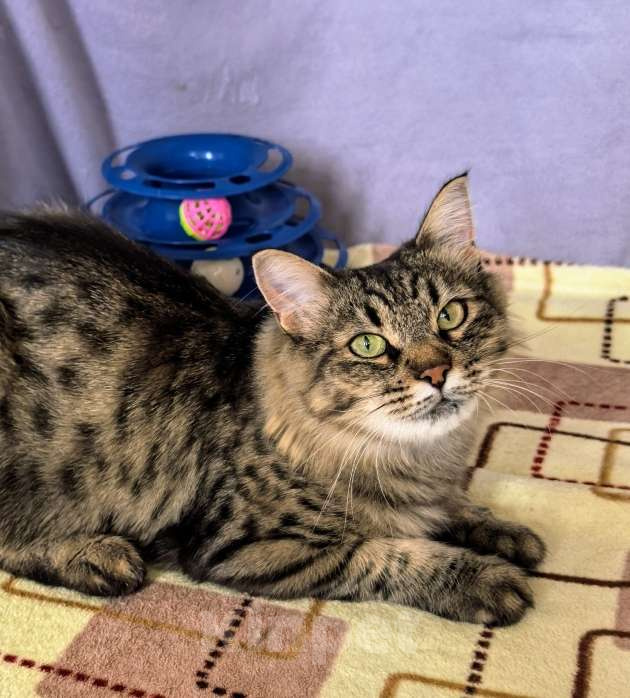 Кошки в Москве: Ласковая кошечка Анфиса ищет семью Девочка, Бесплатно - фото 10