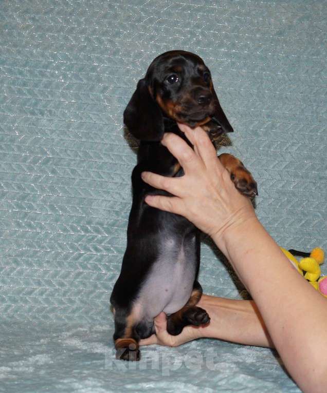 Собаки в Иваново: Такса стандартная г-ш. РКФ Девочка, 50 000 руб. - фото 8