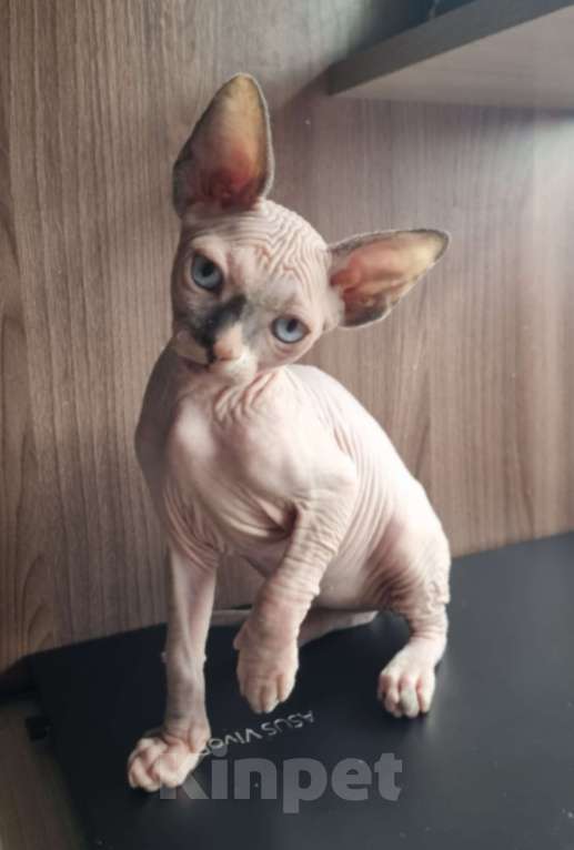 Кошки в Ростове-на-Дону: Канадский сфинкс котенок. Девочка  Девочка, 30 000 руб. - фото 5