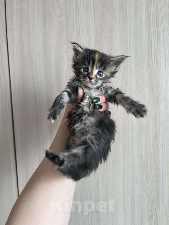 Кошки в других городах Брянской области: Кошка Девочка, 6 000 руб. - фото 2