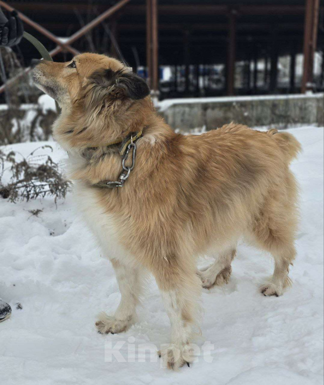 Собаки в Королеве: Пушистая и умная Лесси ищет дом Девочка, Бесплатно - фото 9