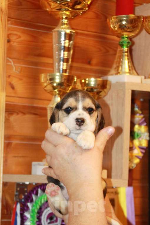 Собаки в Москве: щенки бигля из питомника  45-70тыс Мальчик, 60 000 руб. - фото 2