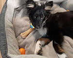 Собаки в Клине: Щенок 5 месяцев  Мальчик, Бесплатно - фото 5