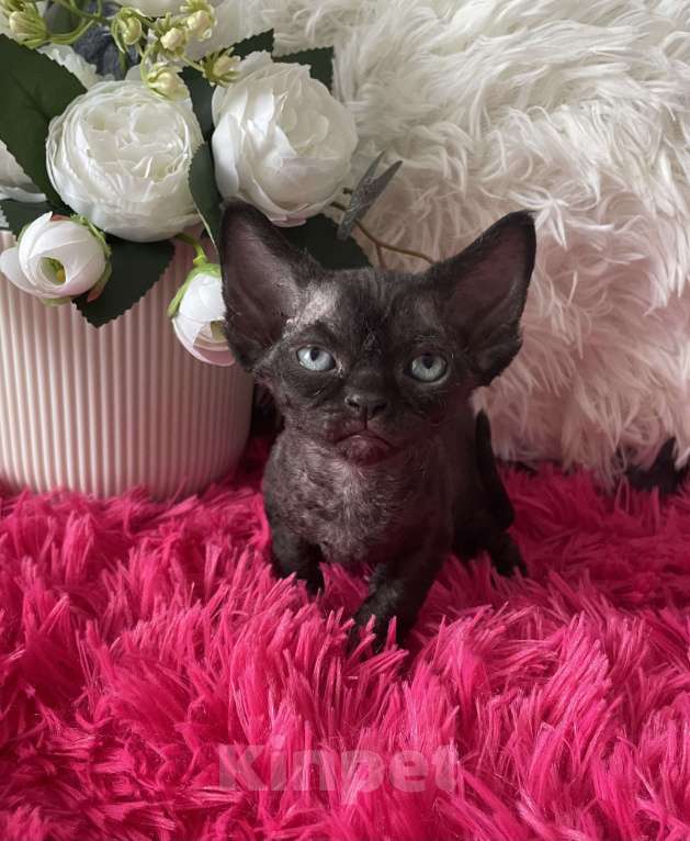 Кошки в Москве: Котенок Девон Рекс черная девочка Девочка, 75 000 руб. - фото 4