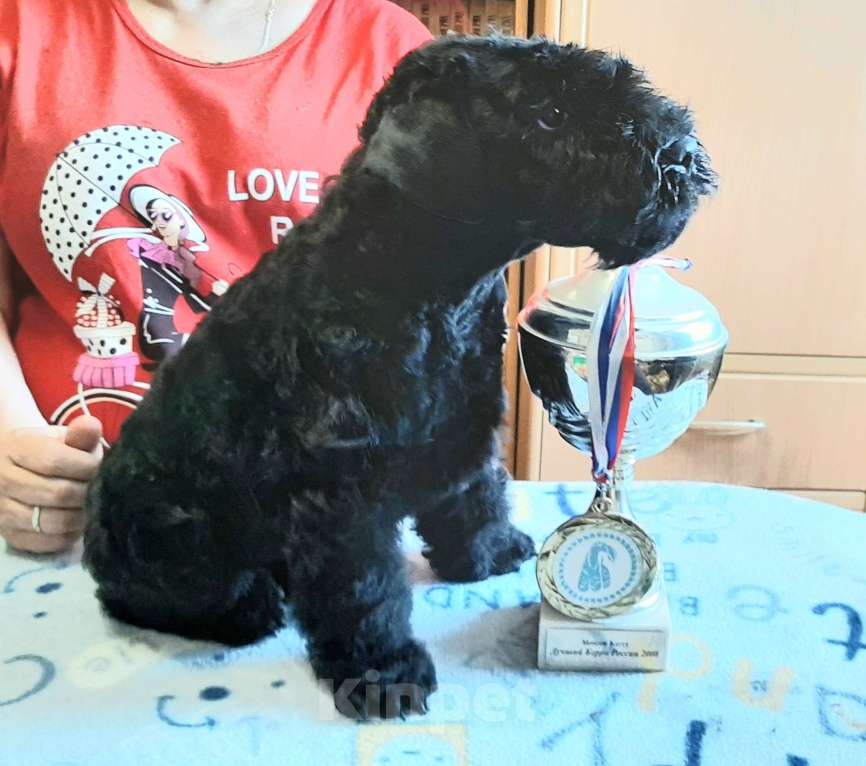 Собаки в Перми: Щенок керри-блю-терьер 2 мес. С родословной РКФ, клеймо, прививка. Мальчик, 50 000 руб. - фото 2