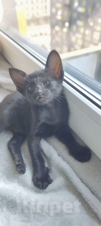 Кошки в Москве: Ориентальная девочка, маленькая пантерка Девочка, 65 000 руб. - фото 2