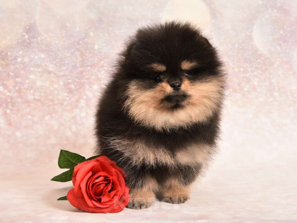 Собаки в Москве: Померанский карликовый шпиц мини мальчик (мишка)  Мальчик, 30 000 руб. - фото 3