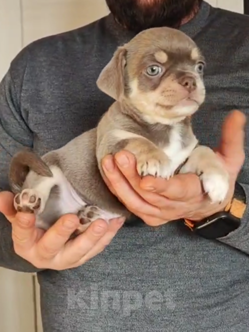 Собаки в Саратове: Шенок Чихуахуа Мальчик, 25 000 руб. - фото 2