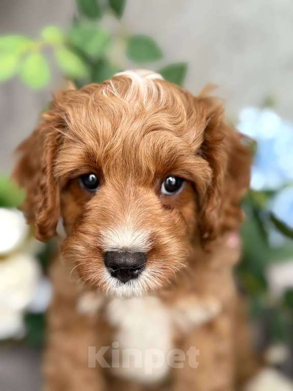 Собаки в Москве: Кавапу щенок Мальчик, Бесплатно - фото 5