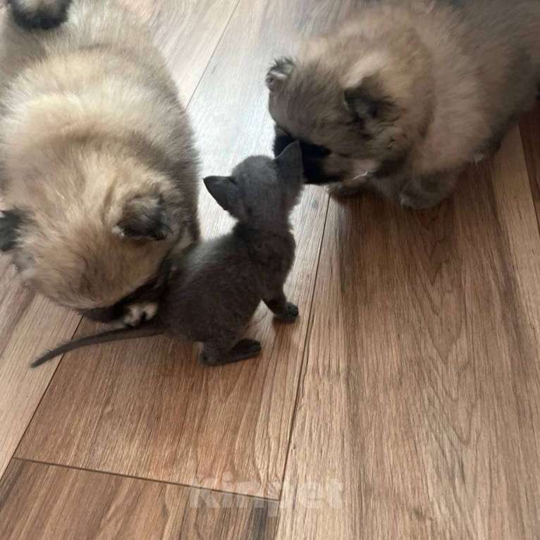 Собаки в Химках: Девочки  активные, игривые, шкодницы Девочка, 35 000 руб. - фото 7