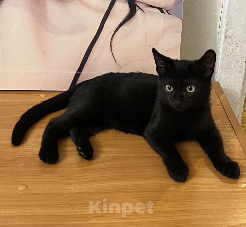 Кошки в Омске: Потерялся котёнок Мальчик, Бесплатно - фото 1