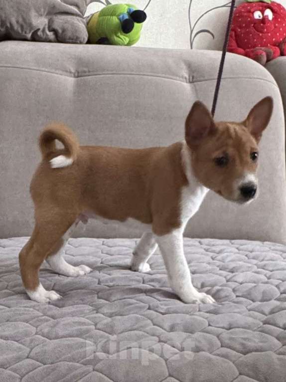 Собаки в Ангарске: Щенки басенджи Мальчик, 65 000 руб. - фото 1