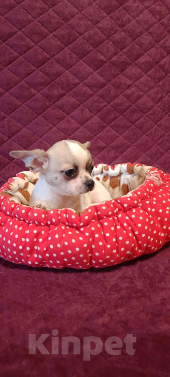 Собаки в Москве: Расписной крепыш Мальчик, 45 000 руб. - фото 3