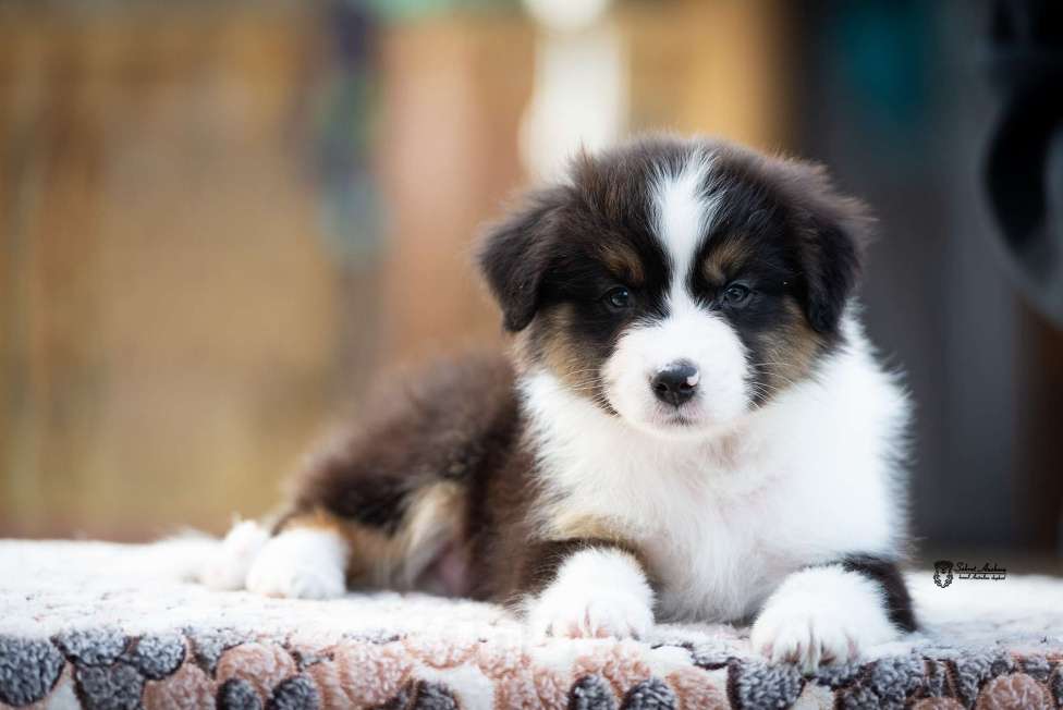 Собаки в Москве: Австралийская овчарка, щенок аусси Мальчик, 50 000 руб. - фото 4