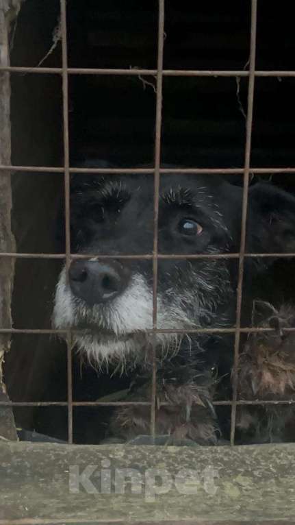 Собаки в Балашихе: сдали в приют как ненужную вещь Девочка, Бесплатно - фото 1