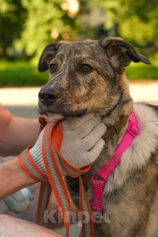 Собаки в Санкт-Петербурге: Нежная тигровая Николь из приюта в добрые руки Девочка, Бесплатно - фото 9