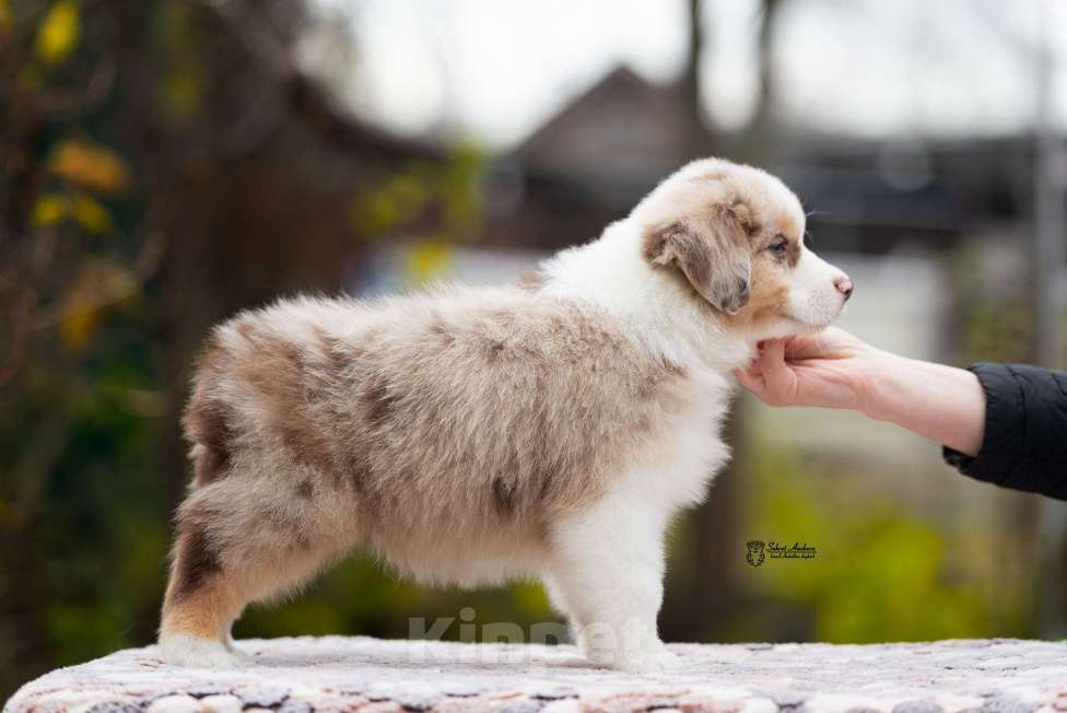 Собаки в Москве: Миниатюрная американская овчарка (мини-аусси) Мальчик, 150 000 руб. - фото 4