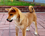 Собаки в Москве: Щенки Сиба Ину Мальчик, 80 000 руб. - фото 3