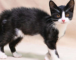 Кошки в Реутове: Котёнок Рикки ищет дом!  Мальчик, Бесплатно - фото 5