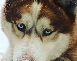 Собаки в Иркутске: Сибирский хаски для вязки, 1 руб. - фото 1