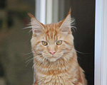 Кошки в Боготоле: Вязка мейн-кун, 3 000 руб. - фото 2