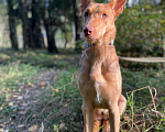 Собаки в Клине: Принцесса Лея Девочка, Бесплатно - фото 3