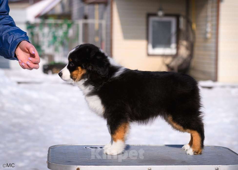 Собаки в других городах Московской области: Продается девочка миниаусси Девочка, 60 000 руб. - фото 3