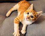 Кошки в Серпухове: Котенок Мальчик, Бесплатно - фото 2