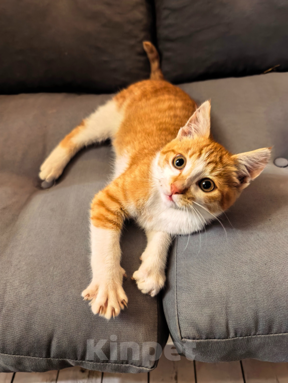 Кошки в Серпухове: Котенок Мальчик, Бесплатно - фото 2