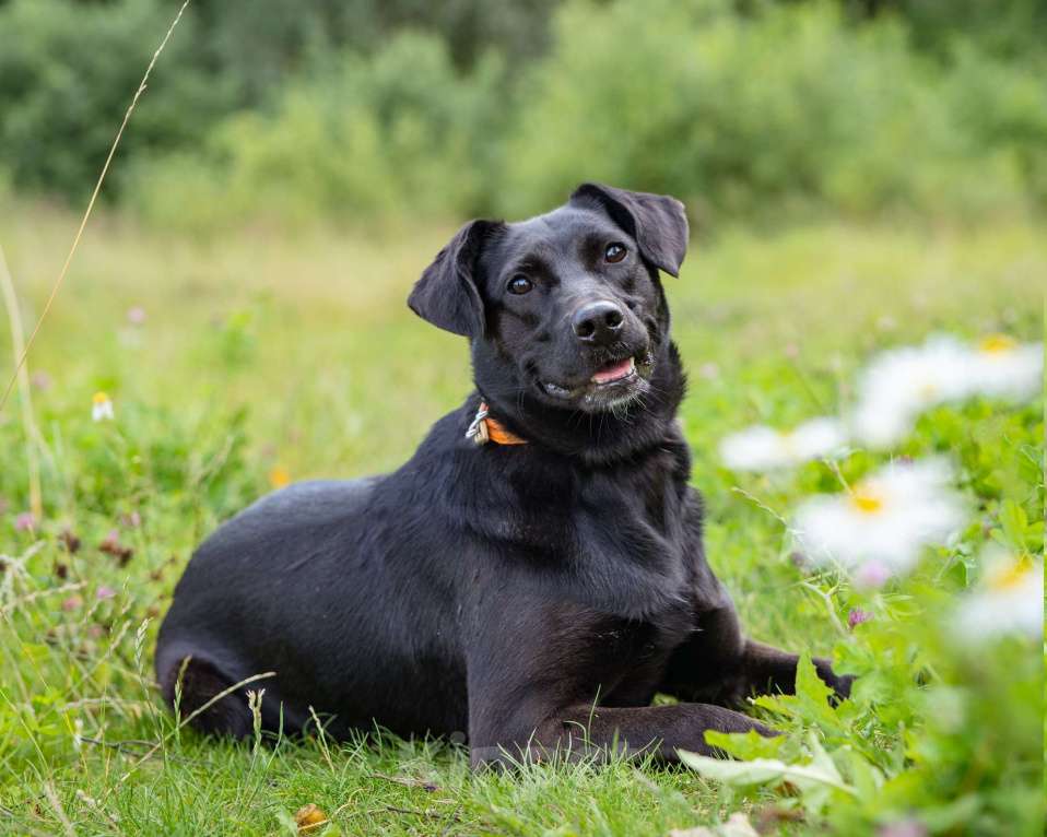 Собаки в Москве: Девочка в добрые руки Девочка, Бесплатно - фото 8