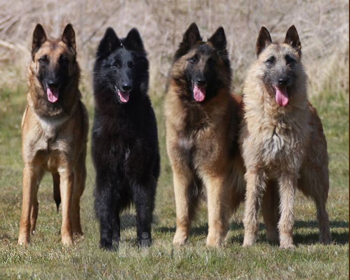 Собаки в Ульяновске: Щенки грюнендаль  Мальчик, 40 000 руб. - фото 1