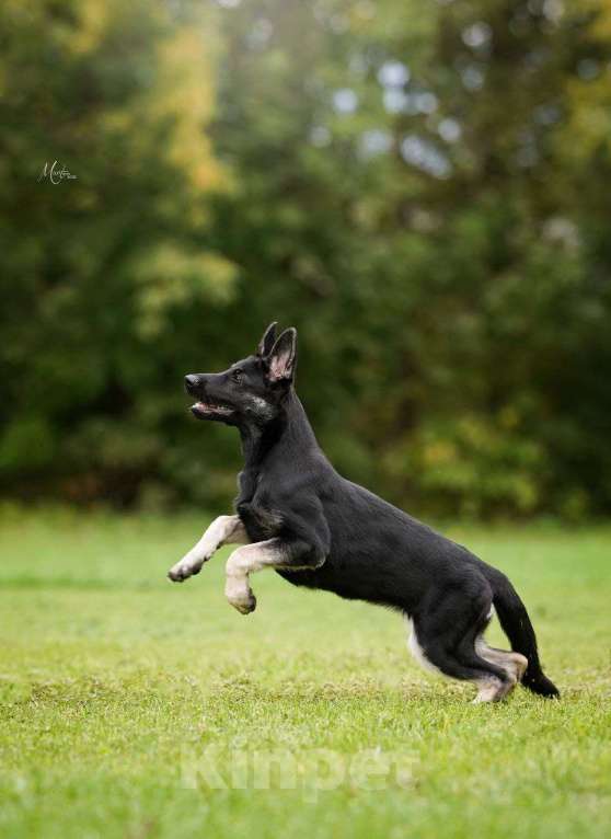 Собаки в Санкт-Петербурге: Верный друг Мирабилис (подрощенный щенок) Девочка, 45 000 руб. - фото 4