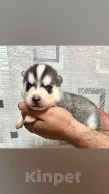 Собаки в Барнауле: Малыши сибирской хаски Мальчик, Бесплатно - фото 2