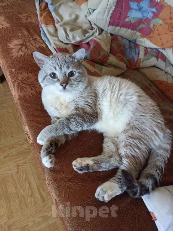 Кошки в Москве: Пропал кот Мальчик, Бесплатно - фото 3