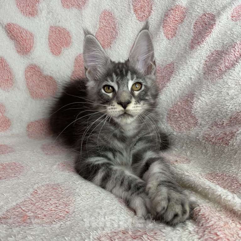 Кошки в Дмитрове: Черный серебристый мраморный мальчик мейн кун Zhak Мальчик, 40 000 руб. - фото 2