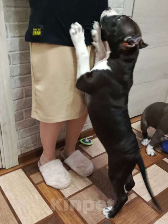 Собаки в Москве: Продажа щенка амстаффа Девочка, 45 000 руб. - фото 2
