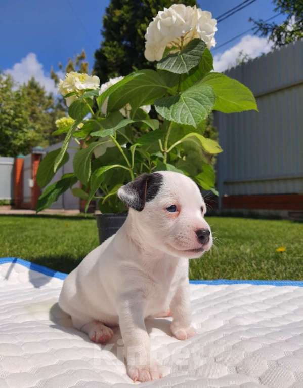 Собаки в Оренбурге: Щенок Джек Рассел Терьер девочка Девочка, 18 000 руб. - фото 2