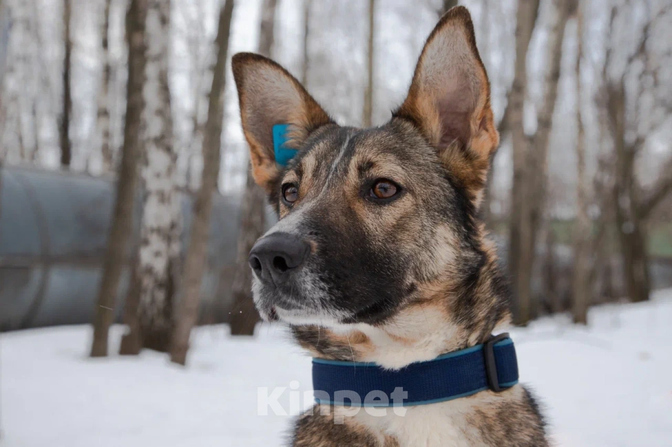 Собаки в Москве: Девочка Винни, не Пух, скучает в приюте, 2 года. Девочка, 1 руб. - фото 4