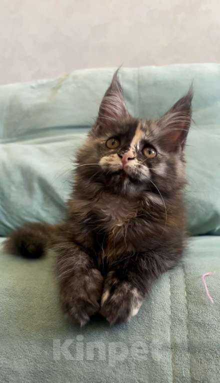 Кошки в Иркутске: Котенок мейн-кун Лаура Девочка, 45 000 руб. - фото 2