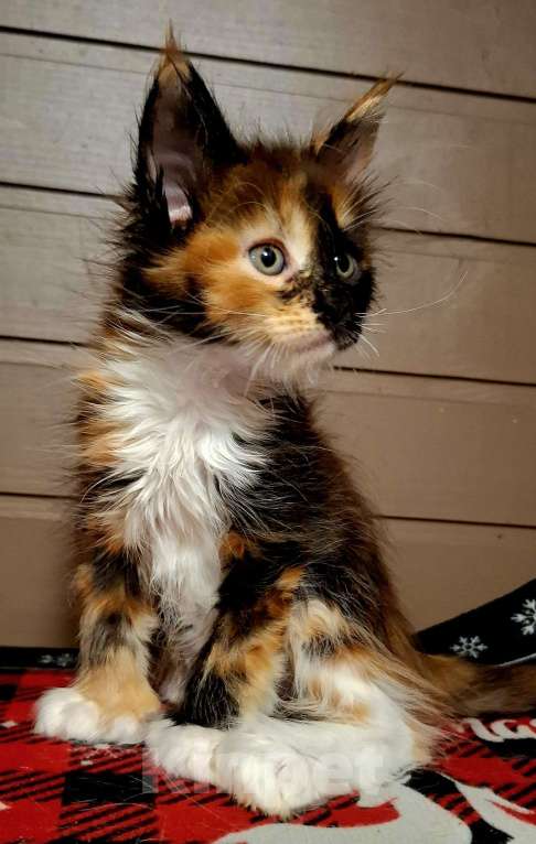 Кошки в Санкт-Петербурге: Девочка -полидакт 66 66 Девочка, 60 000 руб. - фото 8