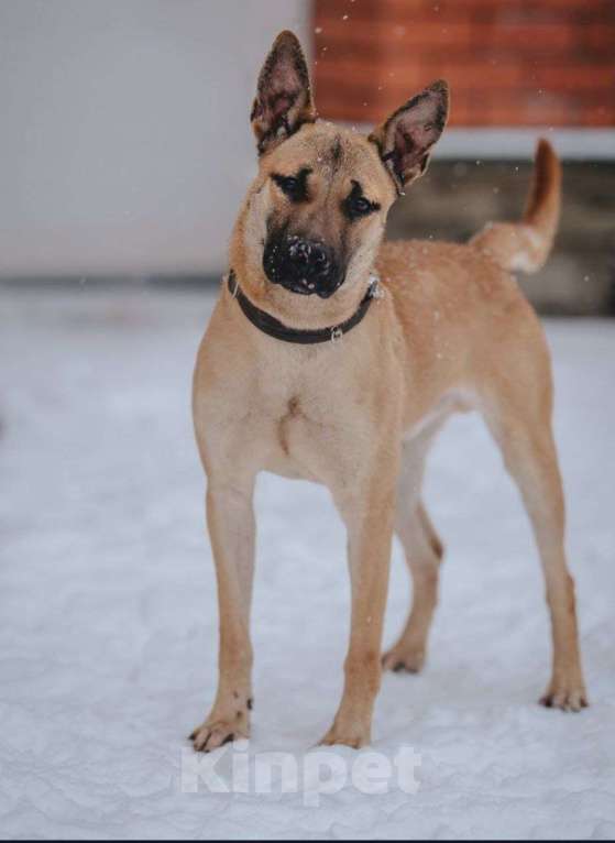 Собаки в Москве: В поисках дома прекрасная собака Веня! Мальчик, Бесплатно - фото 2