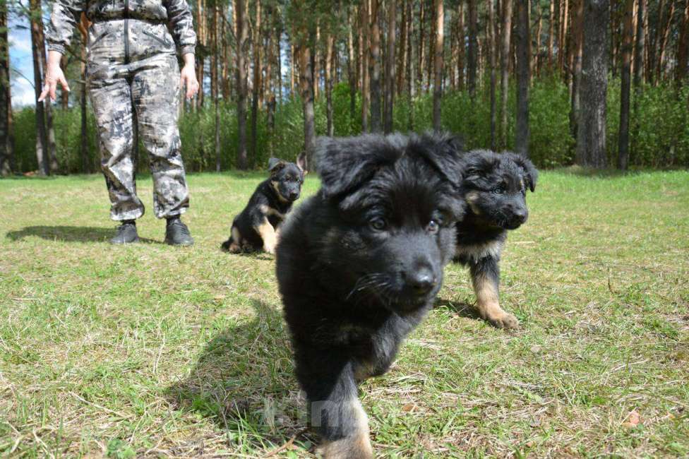 Собаки в Балашихе: Щенок немецкой овчарки РКФ Мальчик, 40 000 руб. - фото 8